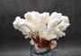 Brownstem White Coral Cluster Pocillopora Verrucosa (1 coral approx. 6.25L x 5H x 5D inches) Coral for coastal collections & display!