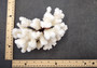 Brownstem White Coral Cluster Pocillopora Verrucosa (1 coral approx. 6.25L x 5H x 5D inches) Coral for coastal collections & display!