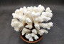 Brownstem White Coral Cluster Pocillopora Verrucosa (1 coral approx. 6.25L x 5H x 5D inches) Coral for coastal collections & display!