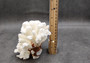 Brownstem White Coral Cluster Pocillopora Verrucosa (1 coral approx. 6.25L x 5H x 5D inches) Coral for coastal collections & display!