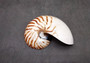 Polished Natural Nautilus Seashell Right Cut Half Nautilus Pompilius (1 HALF shell approx. 5+ inches) Sliced Nautilus Shell for display!