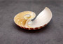 Polished Natural Nautilus Seashell Right Cut Half Nautilus Pompilius (1 HALF shell approx. 5+ inches) Sliced Nautilus Shell for display!