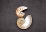 Polished Natural Nautilus Seashell Right Cut Half Nautilus Pompilius (1 HALF shell approx. 5+ inches) Sliced Nautilus Shell for display!