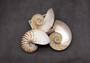 Polished Natural Nautilus Seashell Right Cut Half Nautilus Pompilius (1 HALF shell approx. 5+ inches) Sliced Nautilus Shell for display!