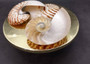 Polished Natural Nautilus Seashell Right Cut Half Nautilus Pompilius (1 HALF shell approx. 5+ inches) Sliced Nautilus Shell for display!