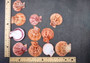 Cinnamon Brown Scallop Shell Halves Noble Pecten Nobolis (Approx. quarter pound shells 2+ inches) Scallop seashells for arts & crafts!