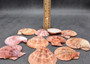 Cinnamon Brown Scallop Shell Halves Noble Pecten Nobolis (Approx. quarter pound shells 2+ inches) Scallop seashells for arts & crafts!