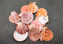 Cinnamon Brown Scallop Shell Halves Noble Pecten Nobolis (Approx. quarter pound shells 2+ inches) Scallop seashells for arts & crafts!
