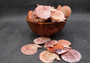 Cinnamon Brown Scallop Shell Halves Noble Pecten Nobolis (Approx. quarter pound shells 2+ inches) Scallop seashells for arts & crafts!
