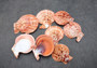 Cinnamon Brown Scallop Shell Halves Noble Pecten Nobolis (Approx. quarter pound shells 2+ inches) Scallop seashells for arts & crafts!