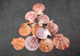 Cinnamon Brown Scallop Shell Halves Noble Pecten Nobolis (Approx. quarter pound shells 2+ inches) Scallop seashells for arts & crafts!