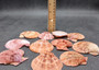 Cinnamon Brown Scallop Shell Halves Noble Pecten Nobolis (Approx. quarter pound shells 2+ inches) Scallop seashells for arts & crafts!