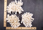 White Table Coral Large Cluster Acropora Latistella (1 coral approx. 5-6+ inches) White Coral for coastal display arts crafts & collecting! Copyright 2025 SeaShellSupply.com.