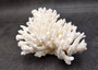 White Table Coral Large Cluster Acropora Latistella (1 coral approx. 5-6+ inches) White Coral for coastal display arts crafts & collecting! Copyright 2025 SeaShellSupply.com.