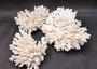 White Table Coral Large Cluster Acropora Latistella (1 coral approx. 5-6+ inches) White Coral for coastal display arts crafts & collecting! Copyright 2025 SeaShellSupply.com.