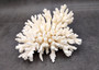 White Table Coral Large Cluster Acropora Latistella (1 coral approx. 5-6+ inches) White Coral for coastal display arts crafts & collecting! Copyright 2025 SeaShellSupply.com.
