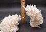 White Table Coral Large Cluster Acropora Latistella (1 coral approx. 5-6+ inches) White Coral for coastal display arts crafts & collecting! Copyright 2025 SeaShellSupply.com.