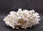 White Table Coral Large Cluster Acropora Latistella (1 coral approx. 5-6+ inches) White Coral for coastal display arts crafts & collecting! Copyright 2025 SeaShellSupply.com.