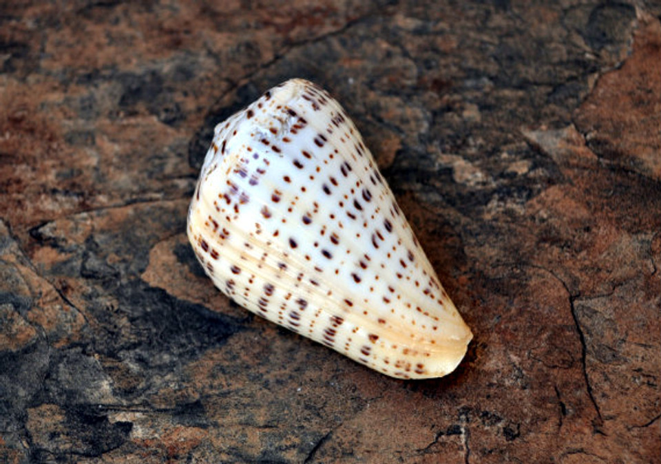 cone seashells - seashellsupply.com