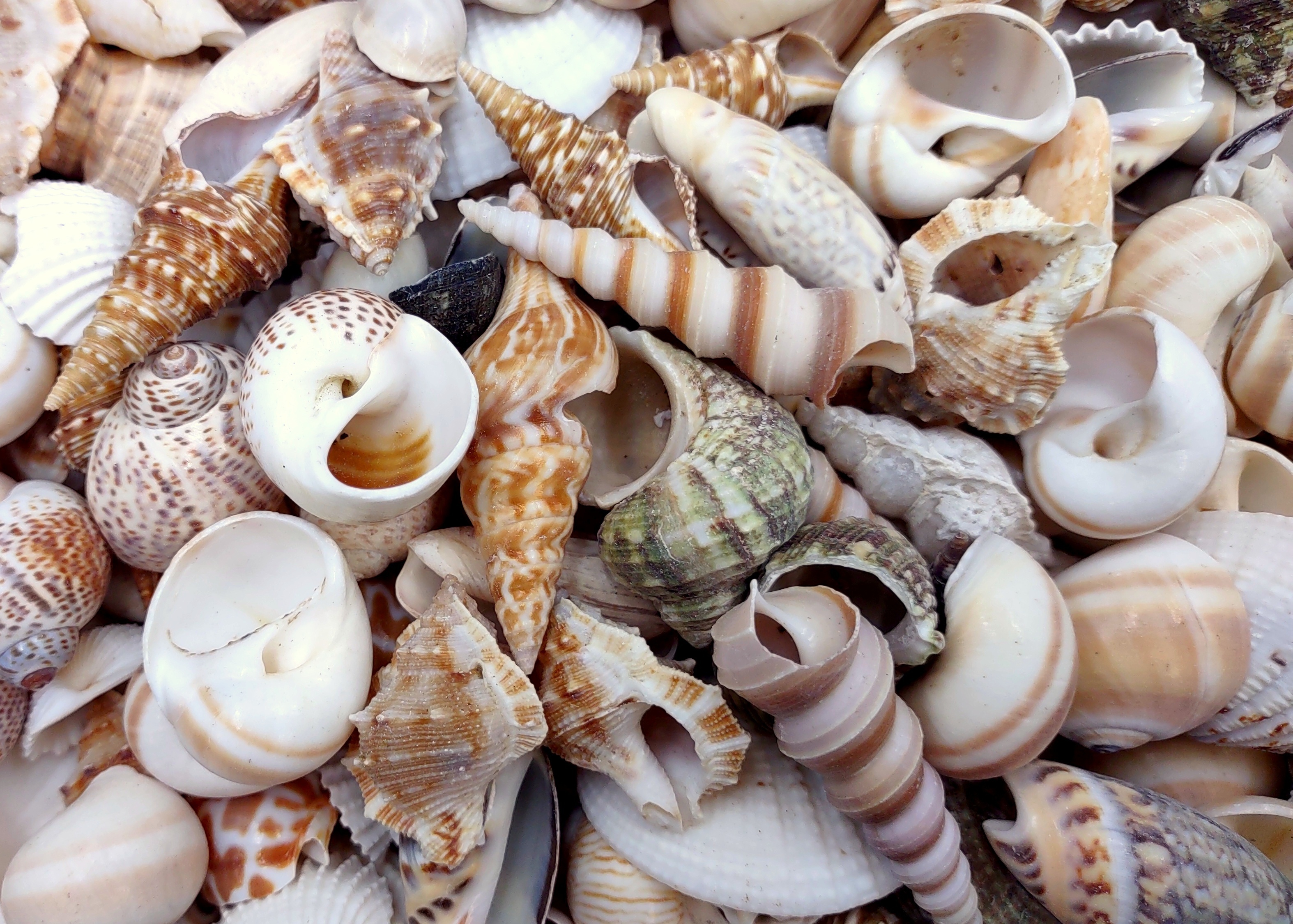 Seashells Seashells Seashells - Page 16 - Sea Shell Supply