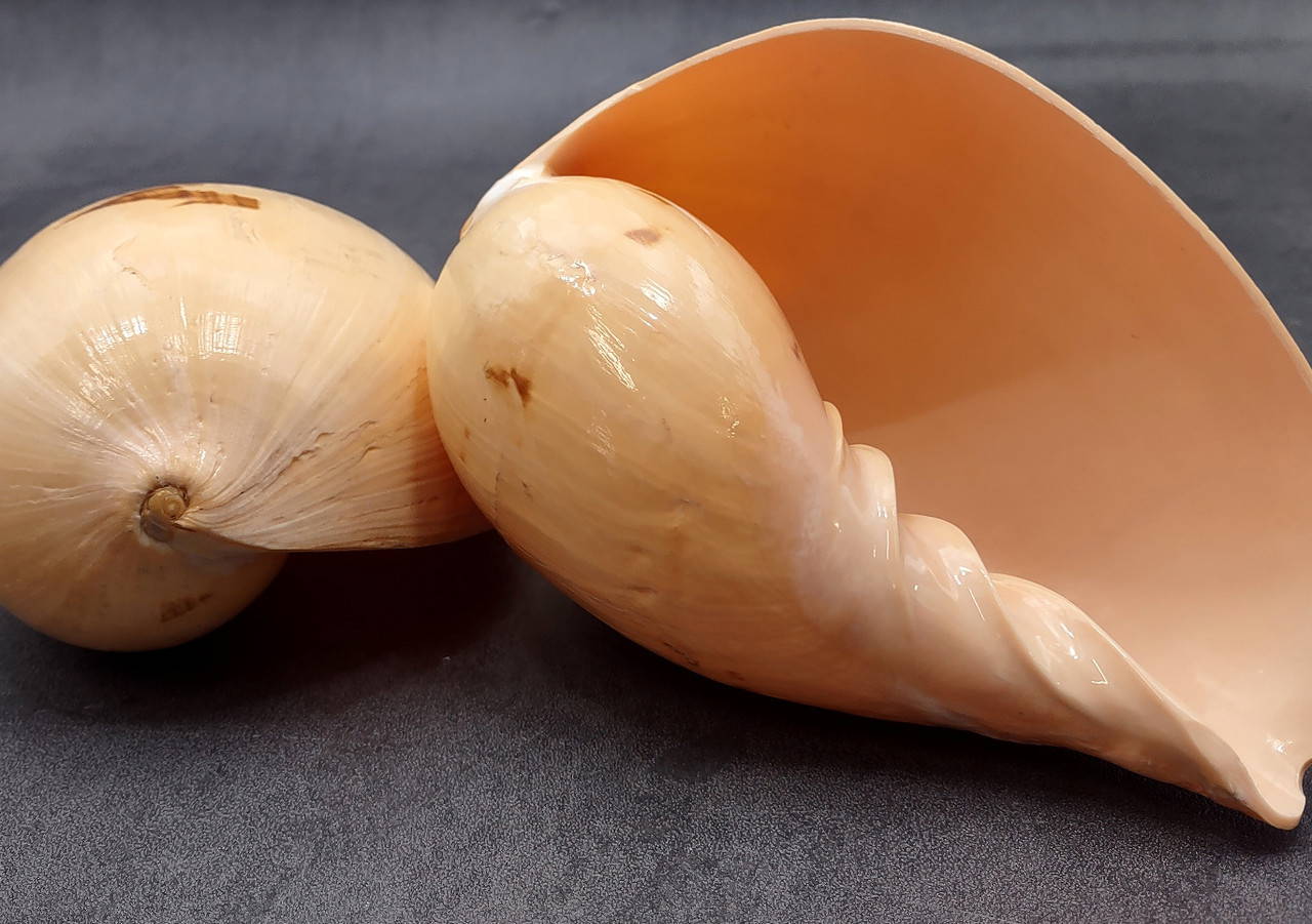 Large Indian Melo Volute Seashell Voluta Melo (1 shell approx. 5+