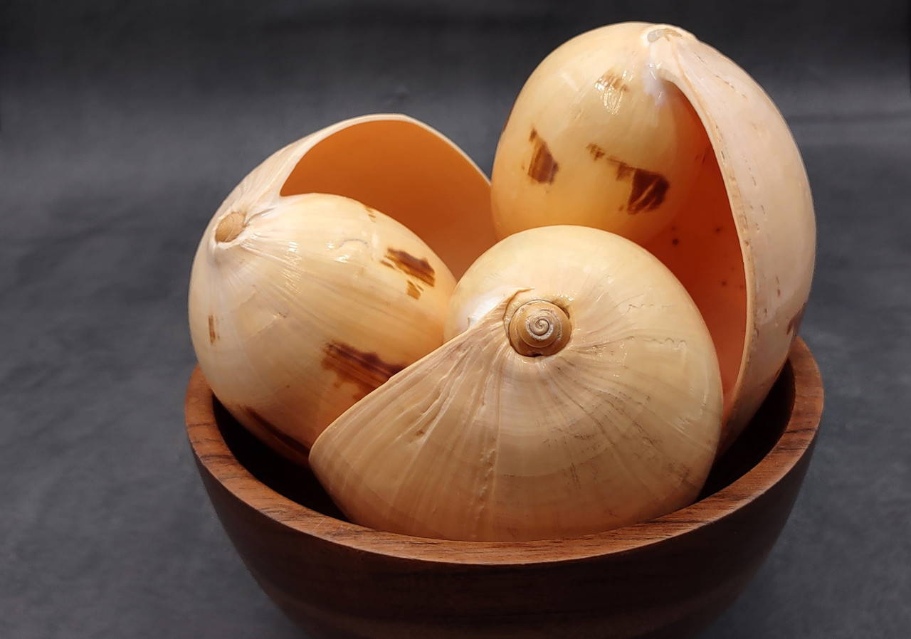 Large Indian Melo Volute Seashell Voluta Melo (1 shell approx. 5+
