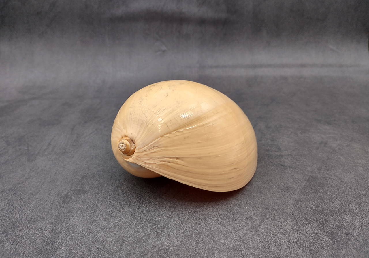 Large Indian Melo Volute Seashell Voluta Melo (1 shell approx. 5+