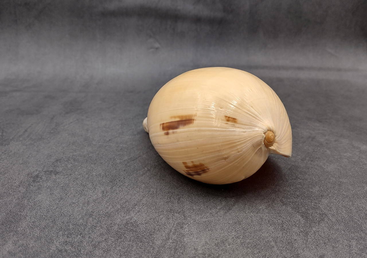 Large Indian Melo Volute Seashell Voluta Melo (1 shell approx. 5+