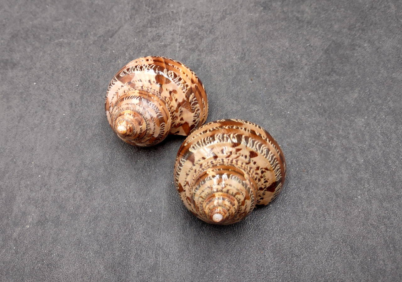 Tapestry Turbo Brown Seashells Turbo Petholatus (2 shells approx