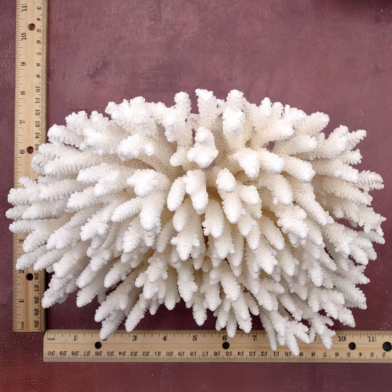 White Table Coral Cluster Large Centerpiece (1 coral 9.5L x 5H x