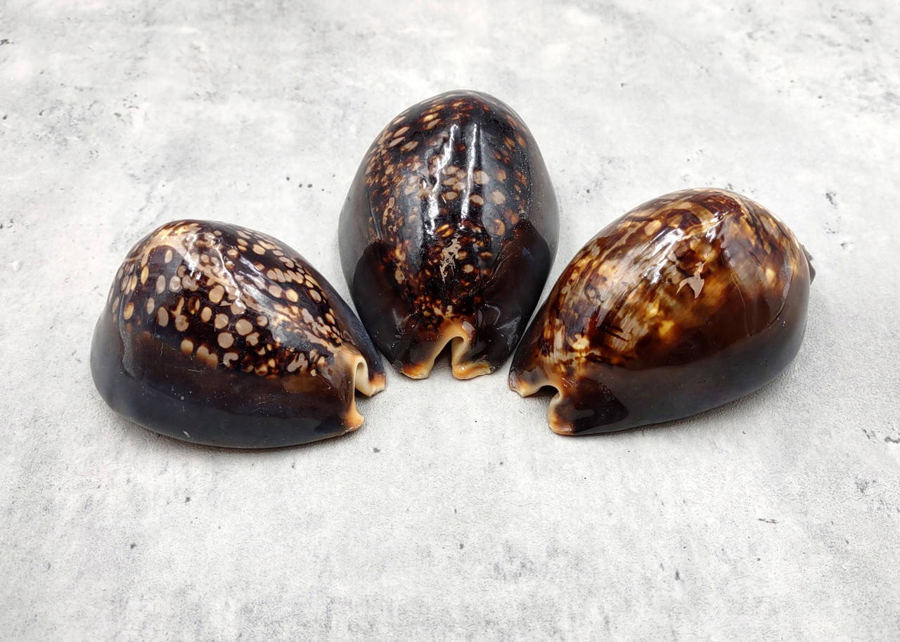 Humpback Cowrie Seashell Dark Brown Cypraea Mauritiana (1 shell