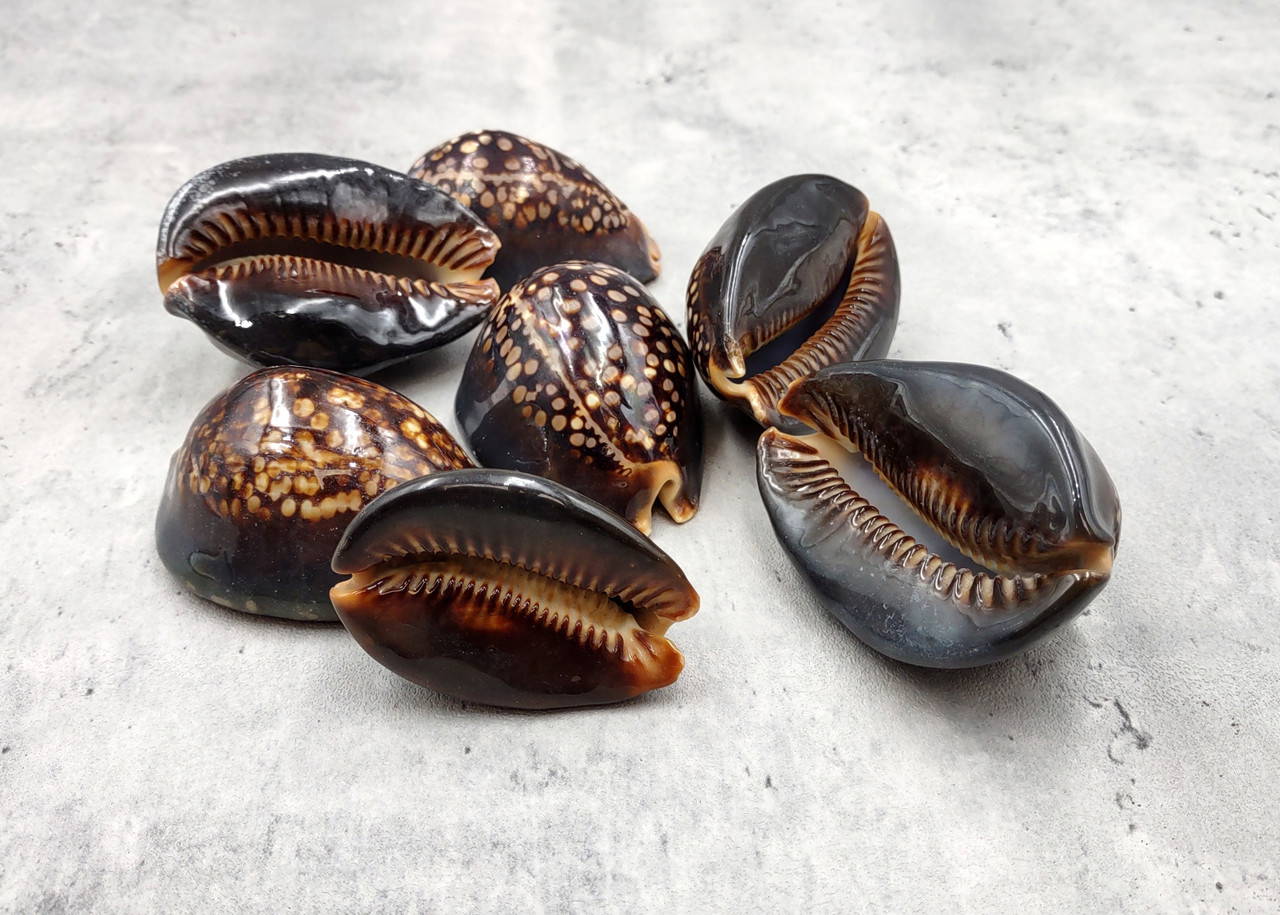 貝殻 Maurea Muriellae Humpback Cowrie Seashell Dark Brown Cypraea Mauritiana (1 shell