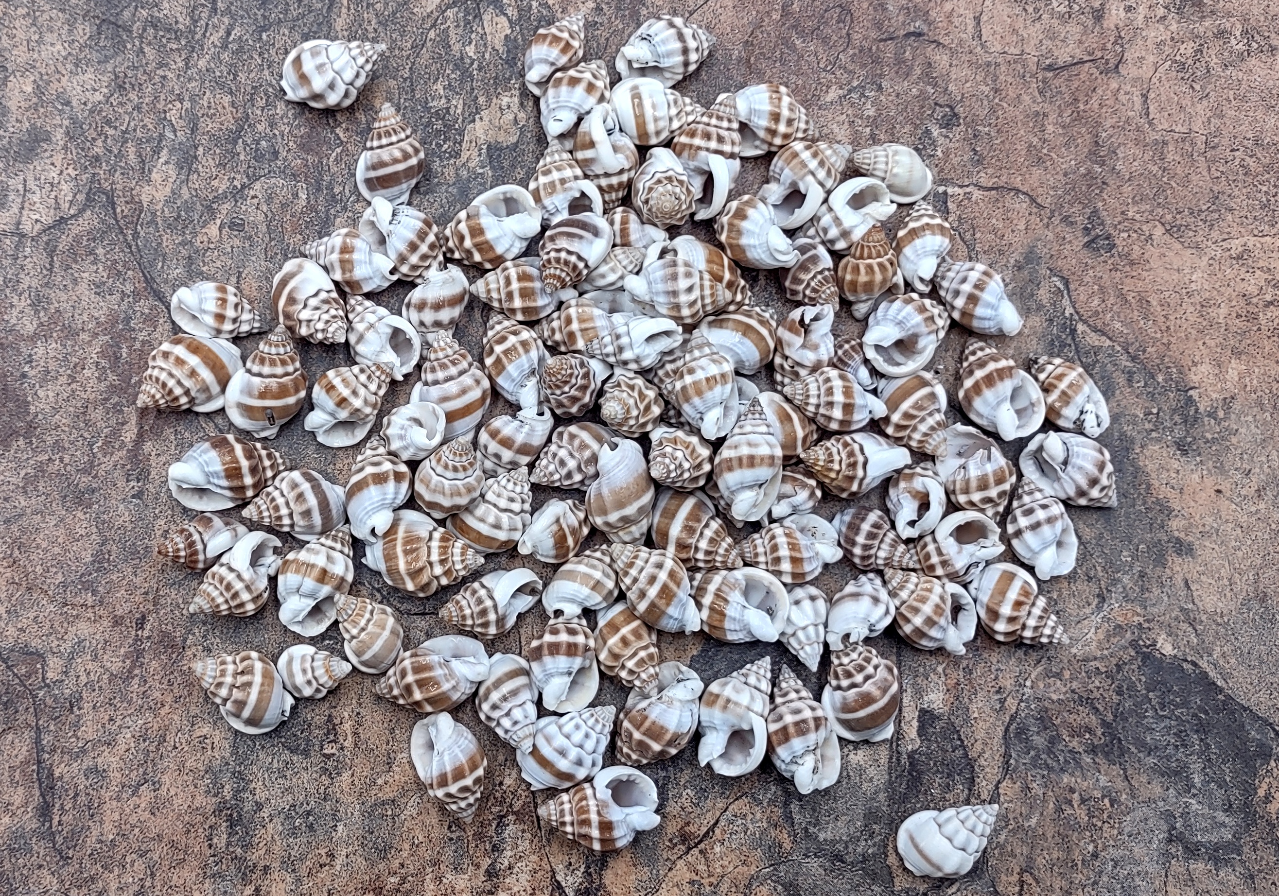 20 Pieces Natural Nassariidae Shells Small Sea Shells for Crafting