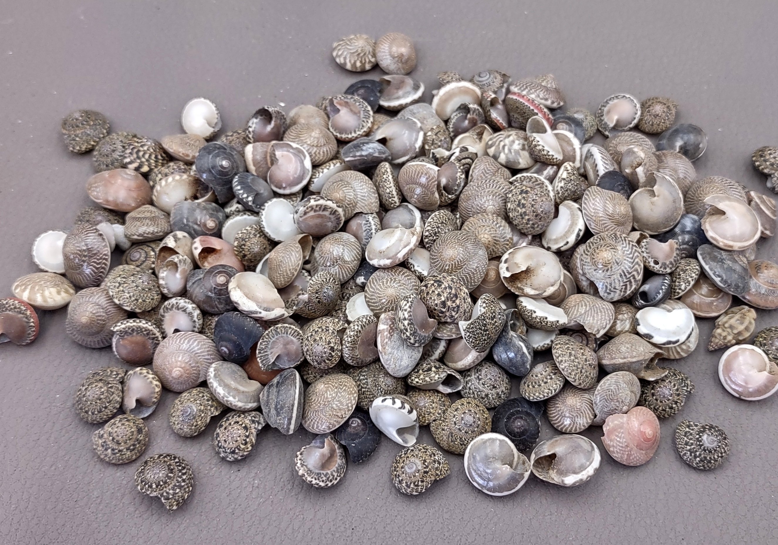 Natural Umbonium Shells - Bulk Craft Sea Shell Mix - (approx. 190+ shells  .125-.375 inches) Great for ocean life displays, art projects, crafts &  collecting!