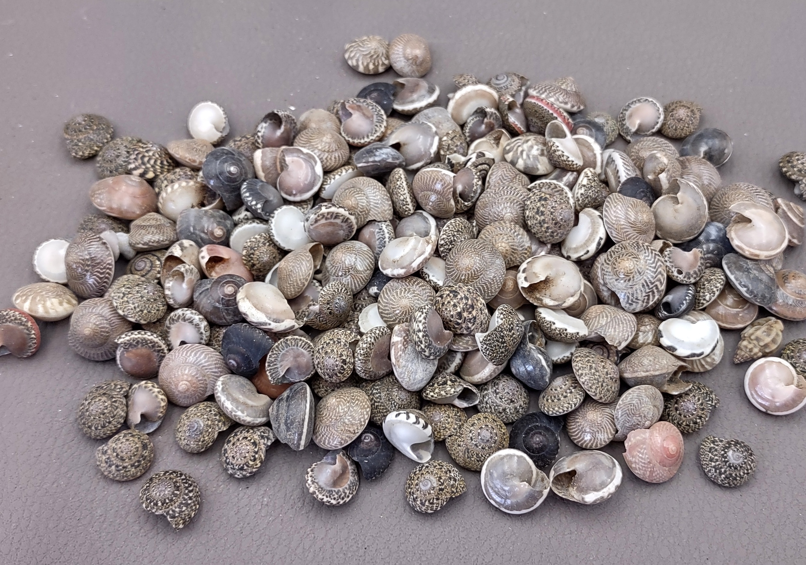 Set of Large Natural Scallop Seashells Natural Sea Shells Craft Seashells Seashells  for Crafts Shells for Art Bulk Seashells 