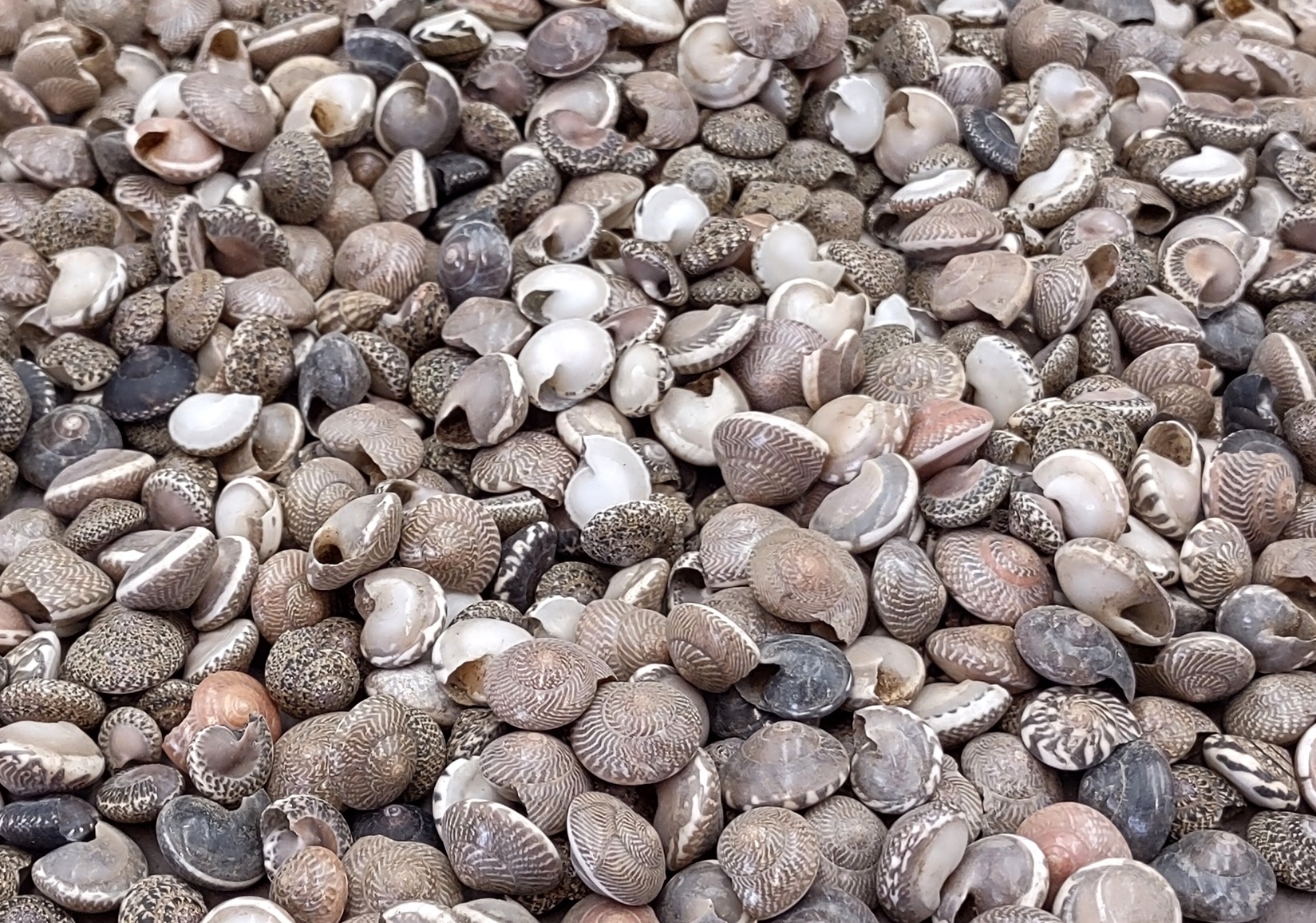 Natural Umbonium Shells - Bulk Craft Sea Shell Mix - (approx. 190+ shells  .125-.375 inches) Great for ocean life displays, art projects, crafts &  collecting!