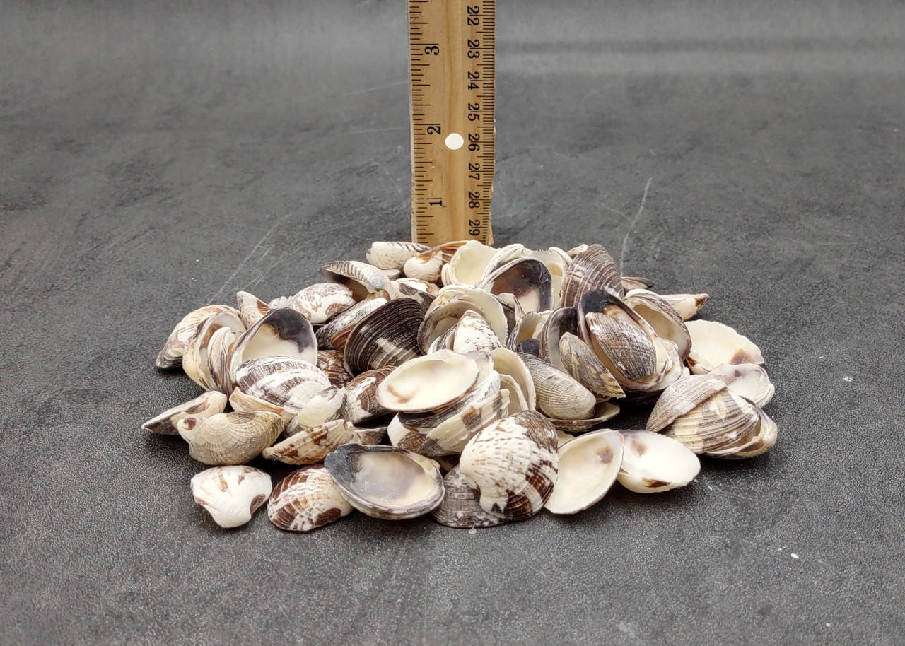 Ridged Venus Clam Seashell Dappled Lioconcha Fastigiata (approx