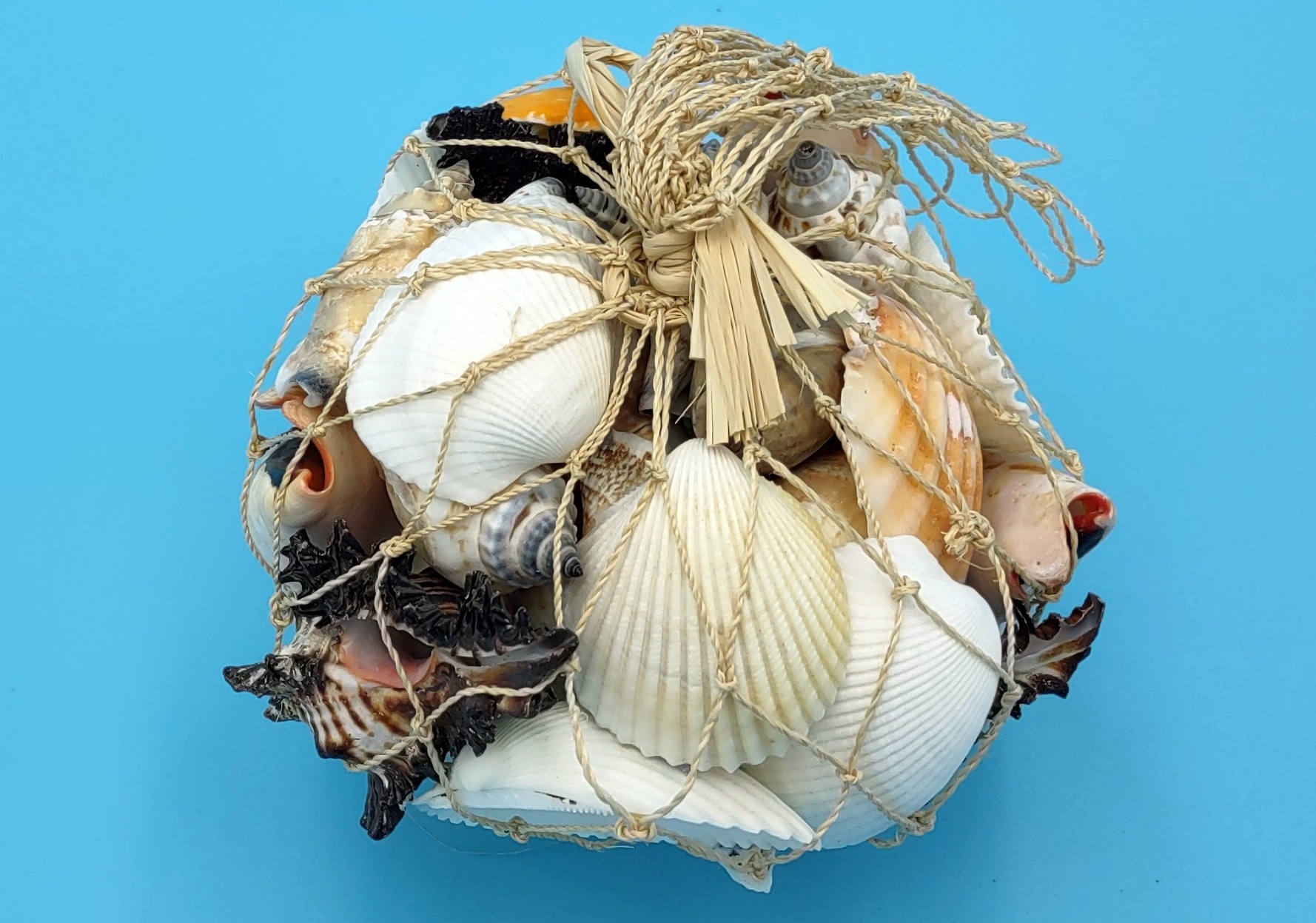 Mixed Small+ Seashell Assortment in Net Bag (approx. 10-30 shells .5-2  inches)