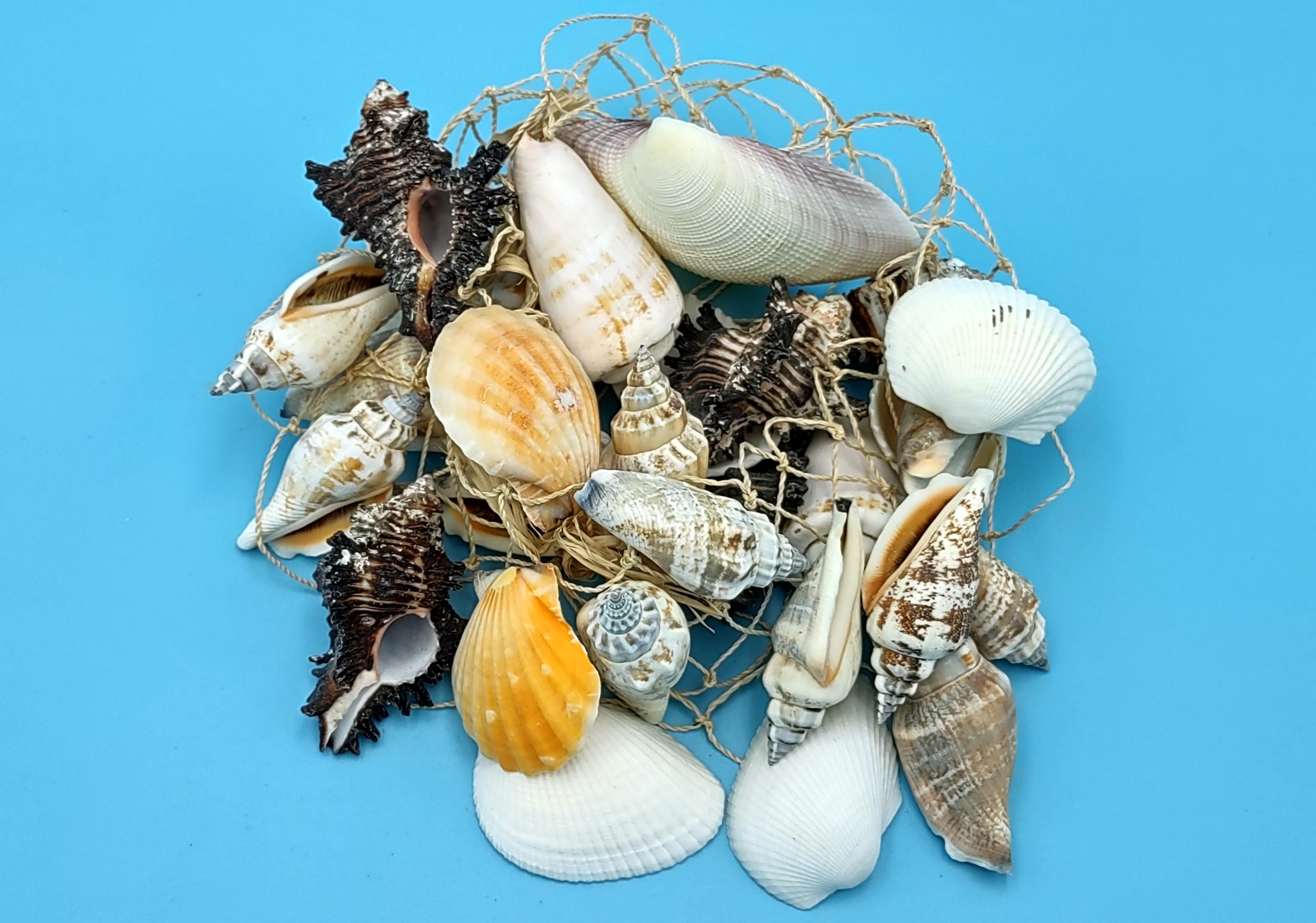 Small Seashell Mix-0.251.5assorted Seashells-sea Shells Bulk-sea