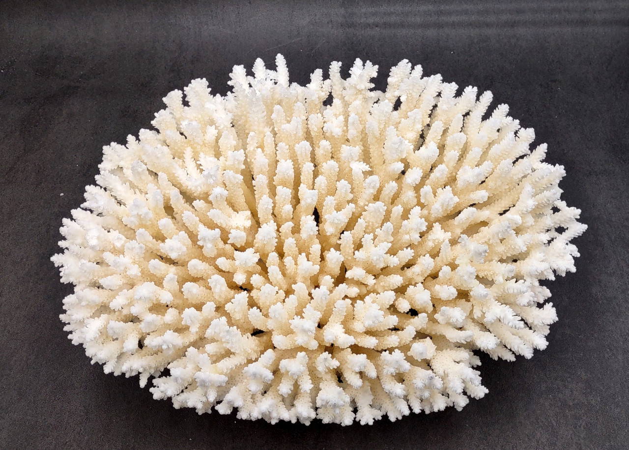 coralcoralページ White Table Coral Large Cluster Acropora Latistella (1 coral