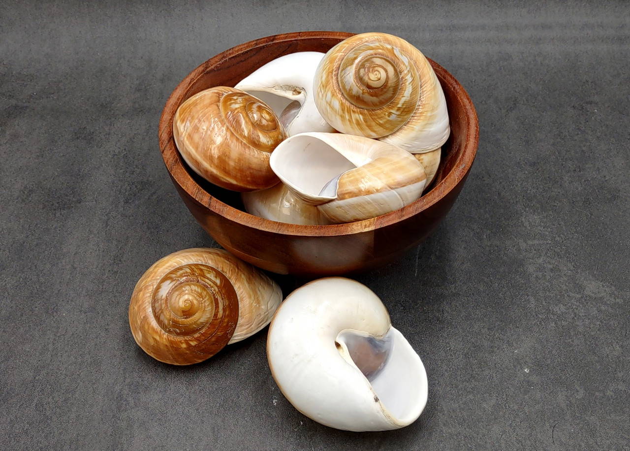 Giant Polished Land Snail Shells Rysotha Ovum (2 shells approx. 3+