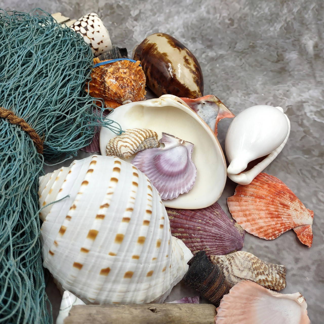 Seashell Variety Pack Assorted Mix B GRADE (Approx. 40+ Shells 2-6
