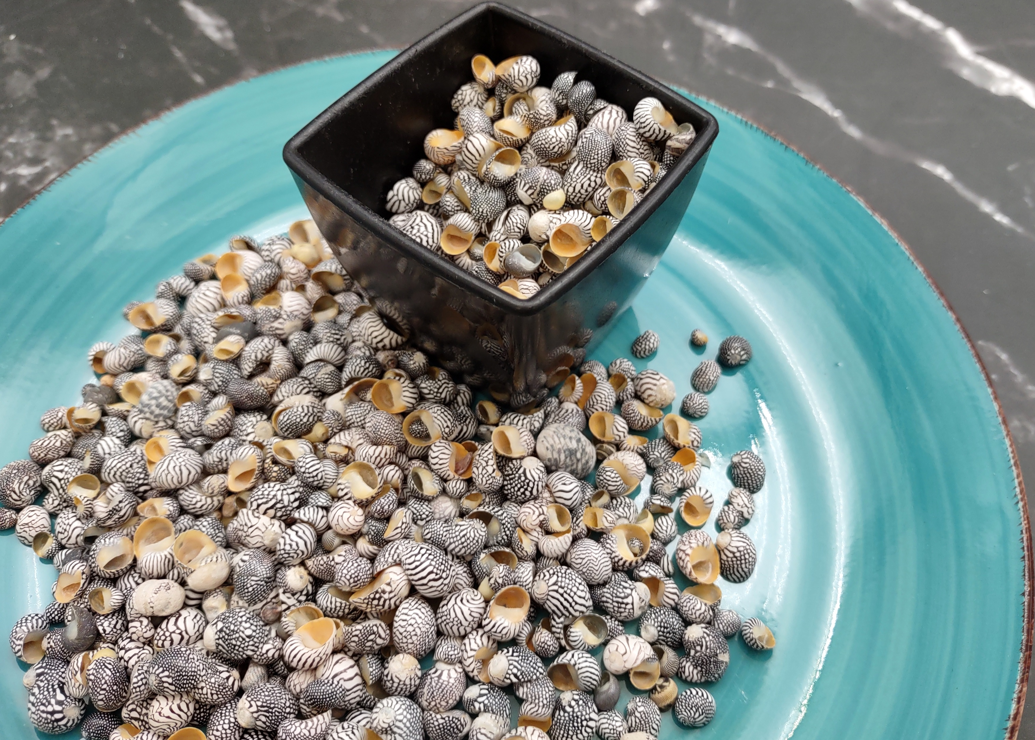 Zebra Nerite Seashells Black White Stripes (approx. half cup +/-