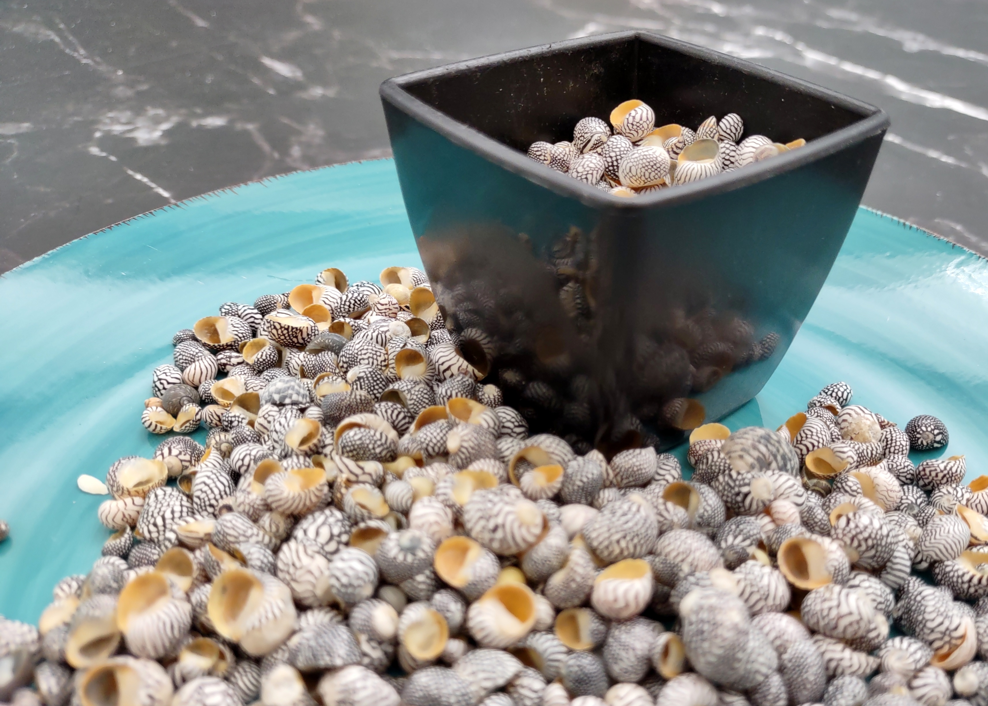 Zebra Nerite Seashells Black White Stripes (approx. half cup +/-