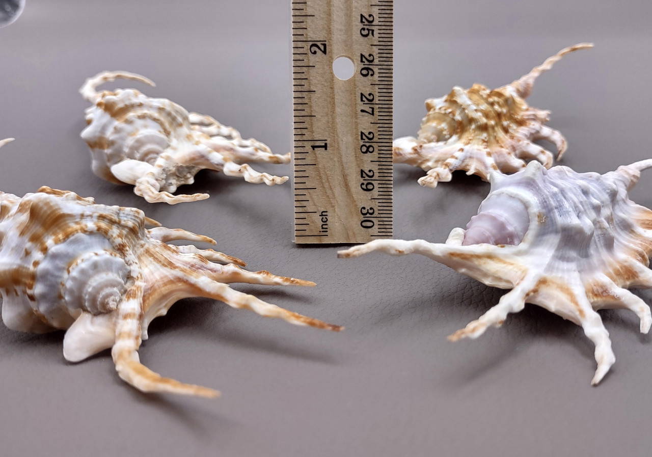 Scorpion Spider Conch Seashell Lambis Scorpio (1 shell approx. 4-6