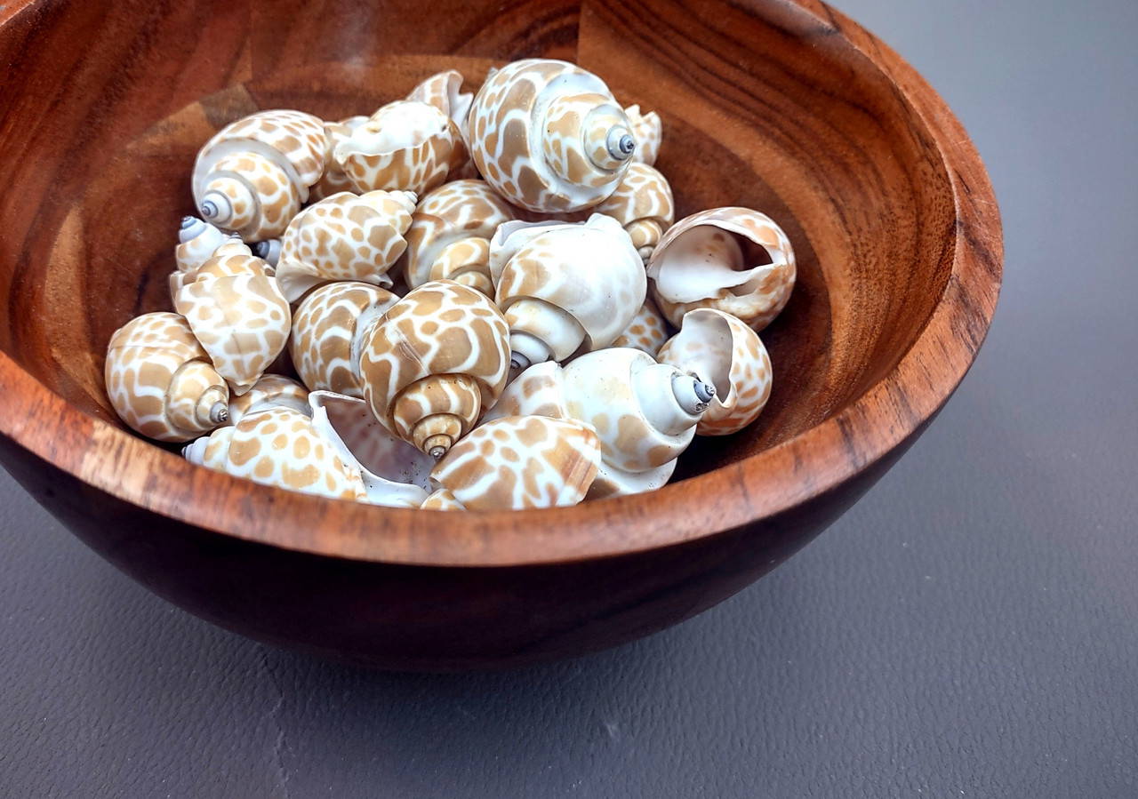 Spiral Babylon Seashells Tan Babylonia Spirata (10 shells approx