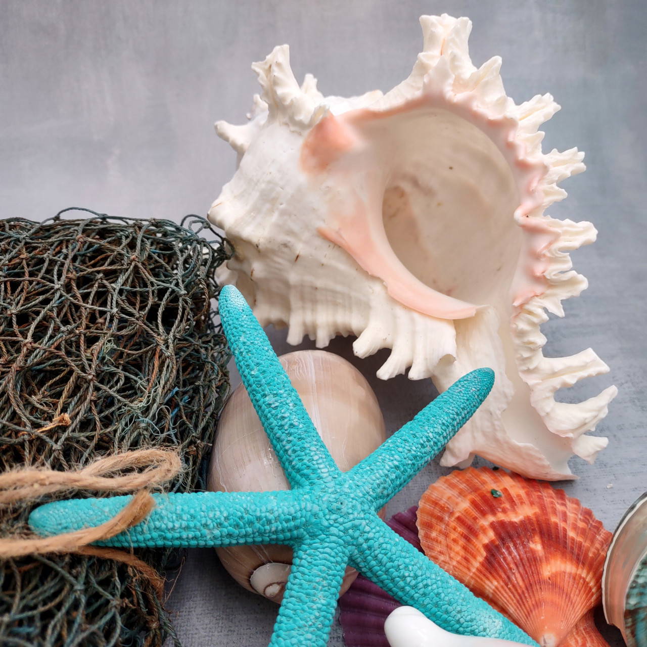 Seashell Variety Pack Assorted Mix B GRADE (Approx. 40+ Shells 2