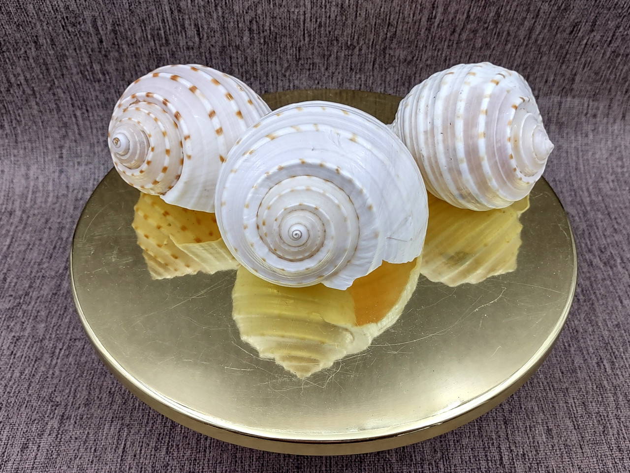 Spotted Tun Seashell Tonna Tessalata (1 shell approx. 4+ inches