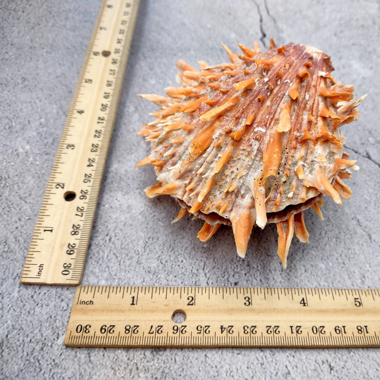 Orange Purple Spiny Oyster Pair Spondylus Barbatus (1 shell pair