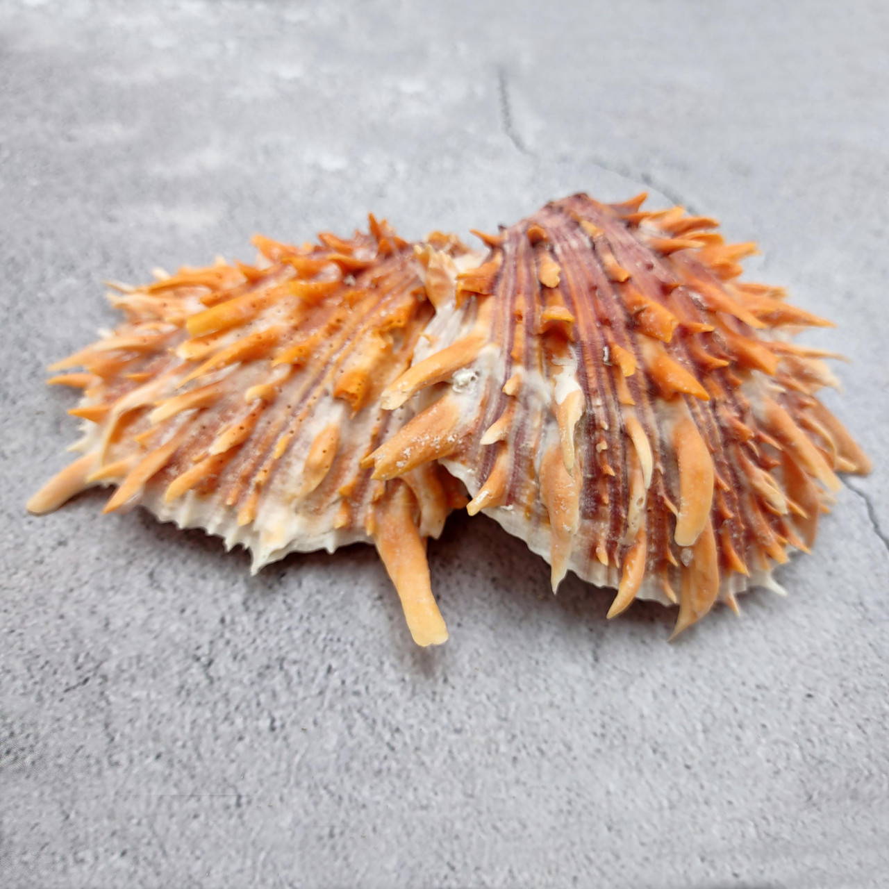 Orange Purple Spiny Oyster Pair Spondylus Barbatus (1 shell pair